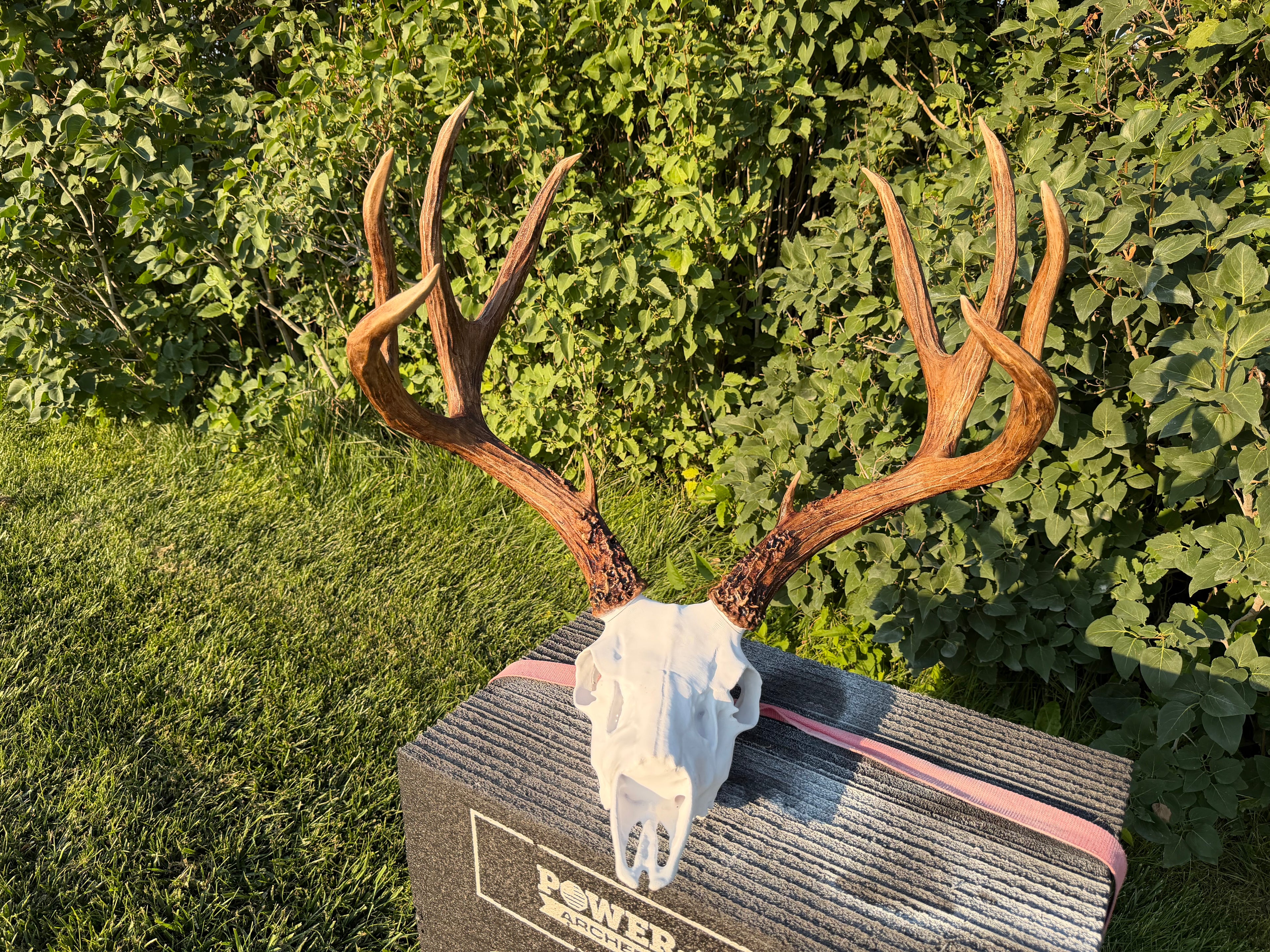 Down payment for a Custom Deer Life Sized Euro Mount or Skull Cap