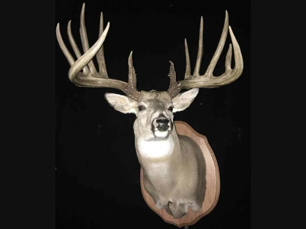 “The General” Euro Mount Life Sized