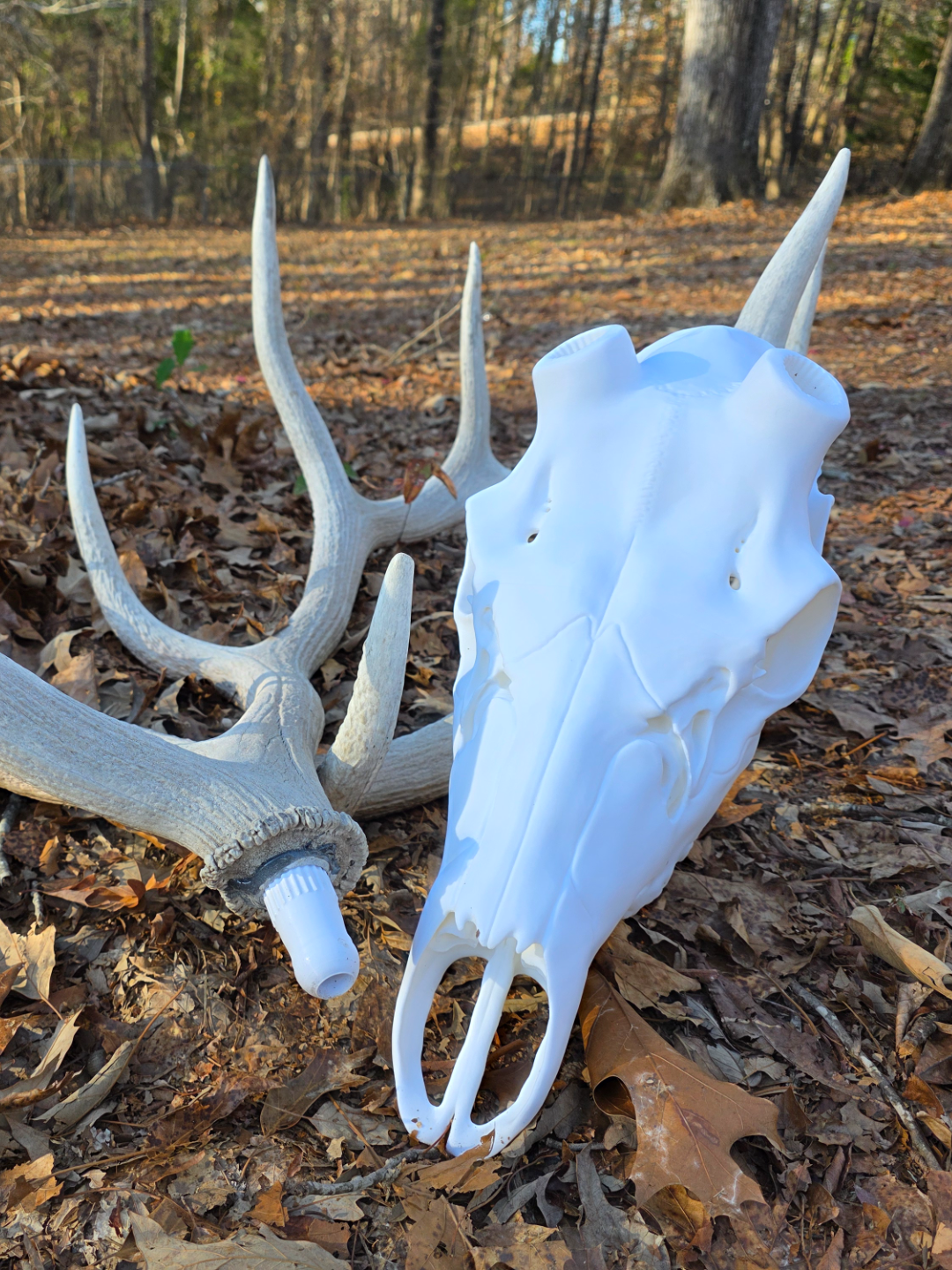 Elk Skull to Mount Antlers