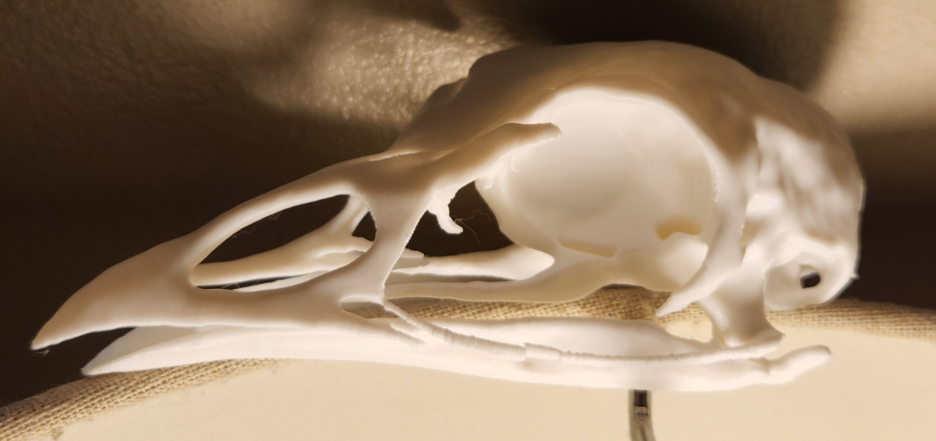 Turkey Skull