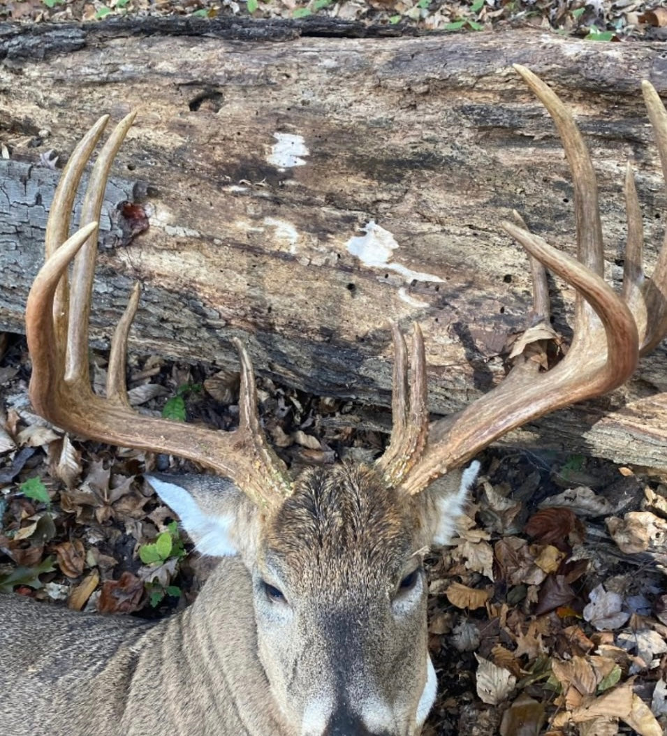 Custom Euro Mount Life Size (Albert)