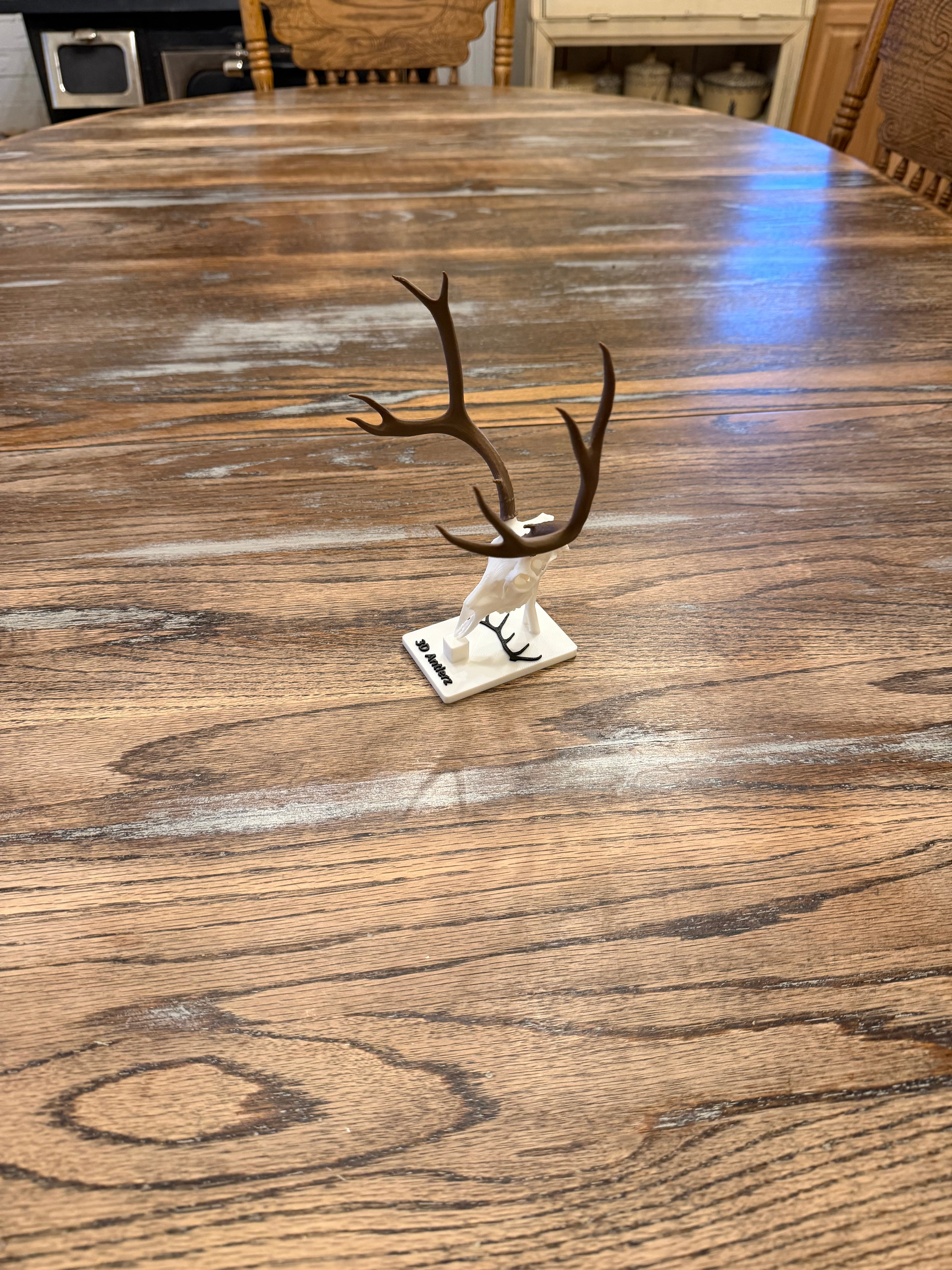 Mule Deer Mini Mount w/Stand