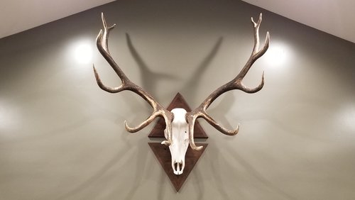 Custom Life Sized Elk Euro Mount