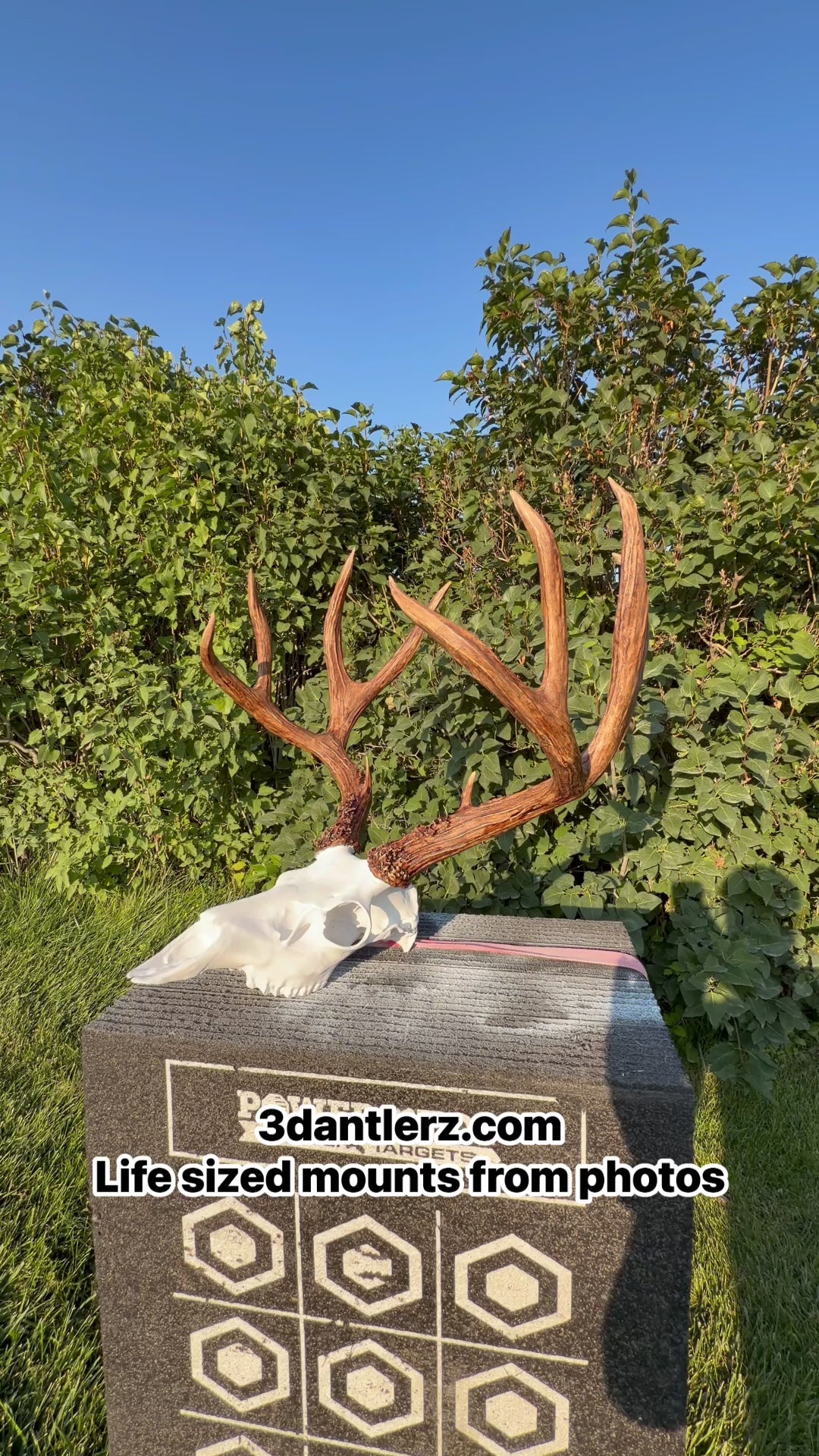 Down payment for a Custom Deer Life Sized Euro Mount or Skull Cap