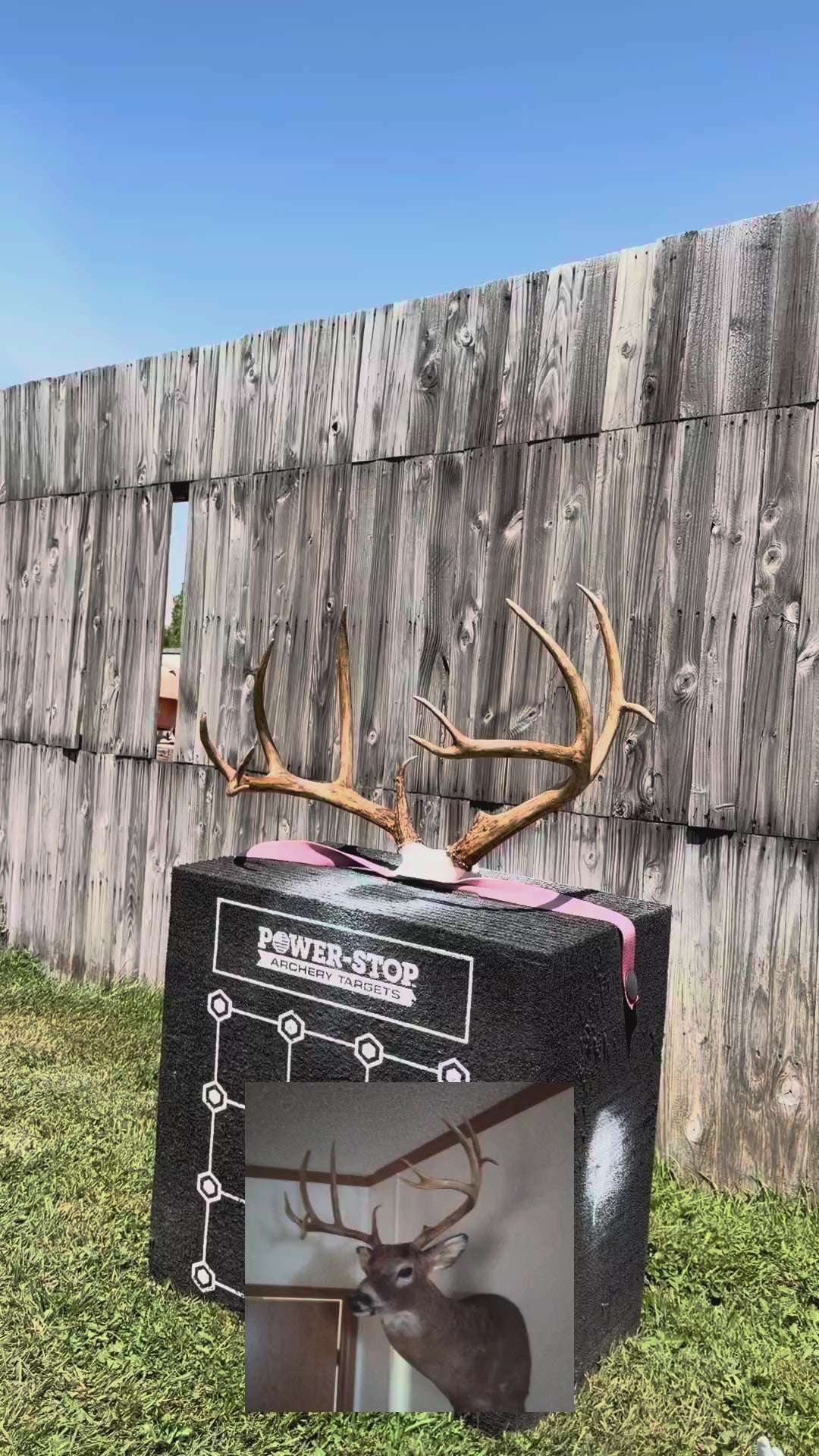 Custom Life Sized Deer Replica